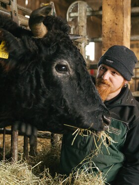 Ludwig Maurer en train de nourrir une de ses vaches